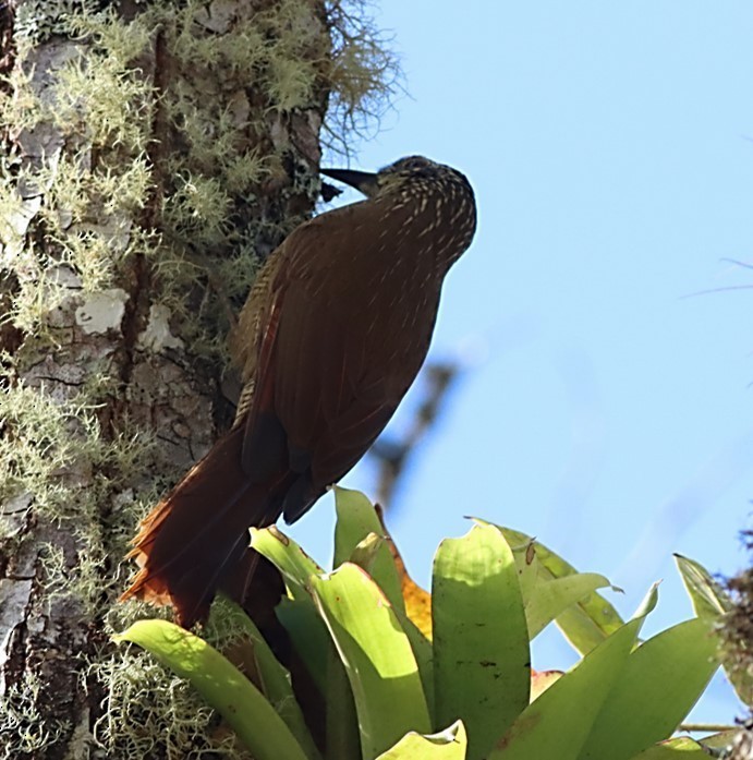 Planalto Woodcreeper - ML651604798