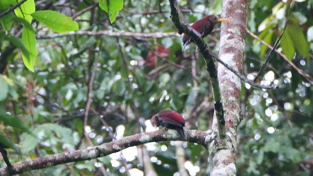 skyggespett - ML651606055