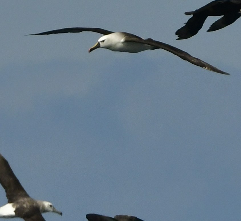 Atlantic Yellow-nosed Albatross - ML651606379