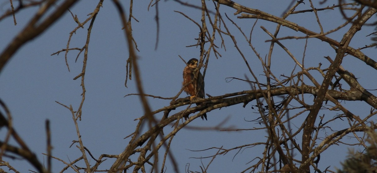 African Hobby - ML651606801