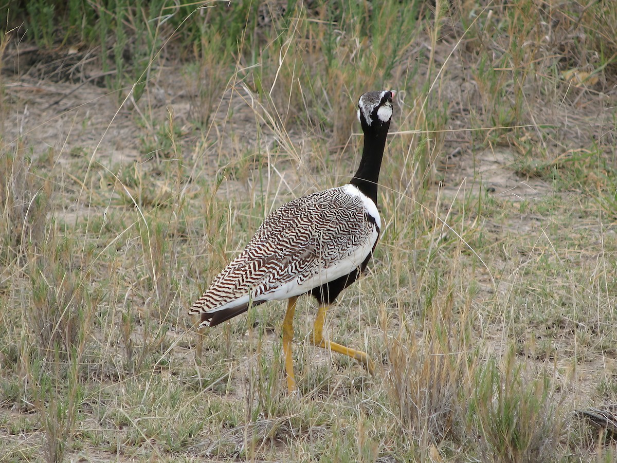 Белокрылый корхан - ML651606979