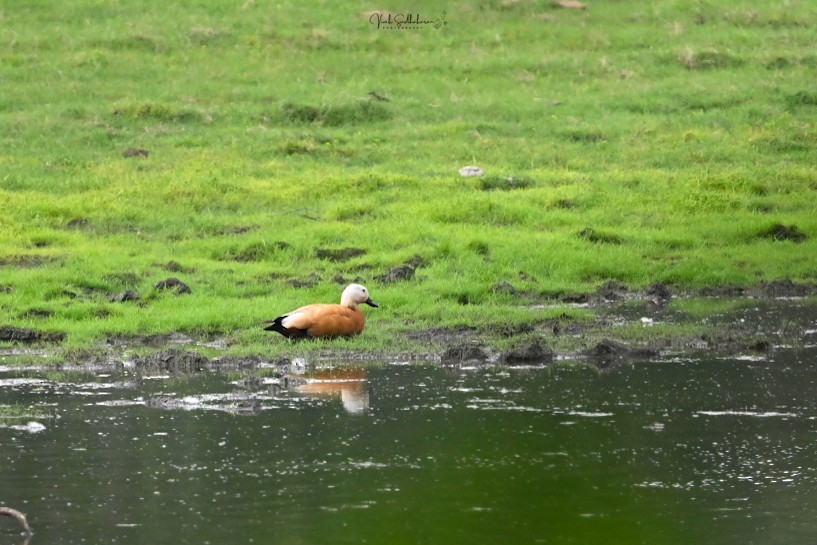 アカツクシガモ - ML651607180