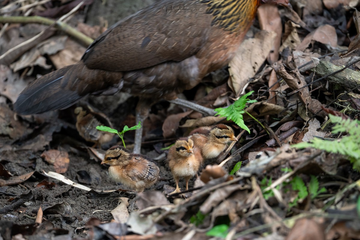 セキショクヤケイ - ML651607189