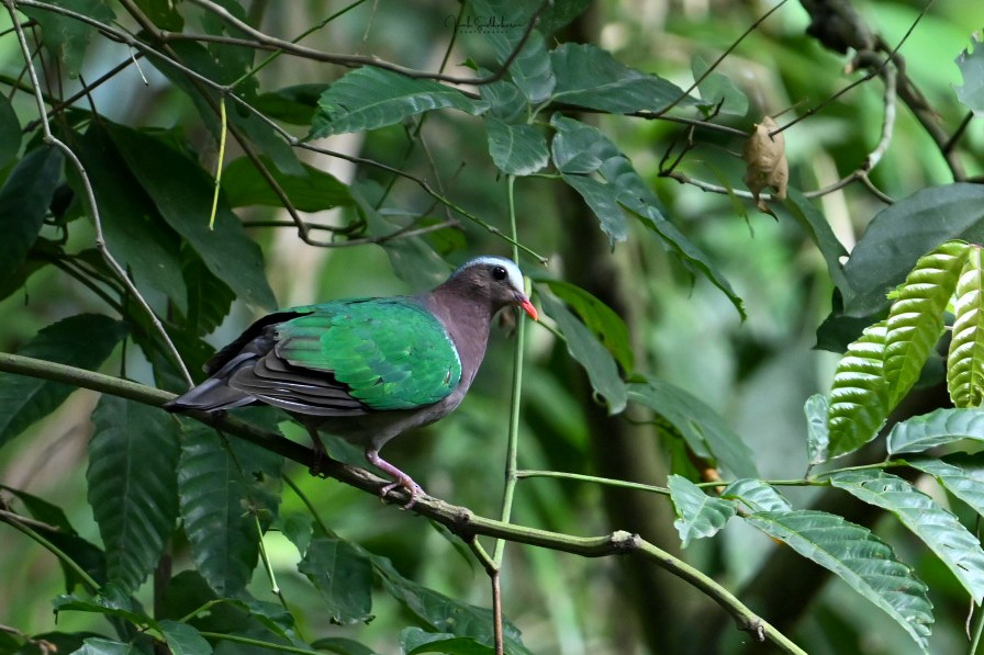 キンバト - ML651607198