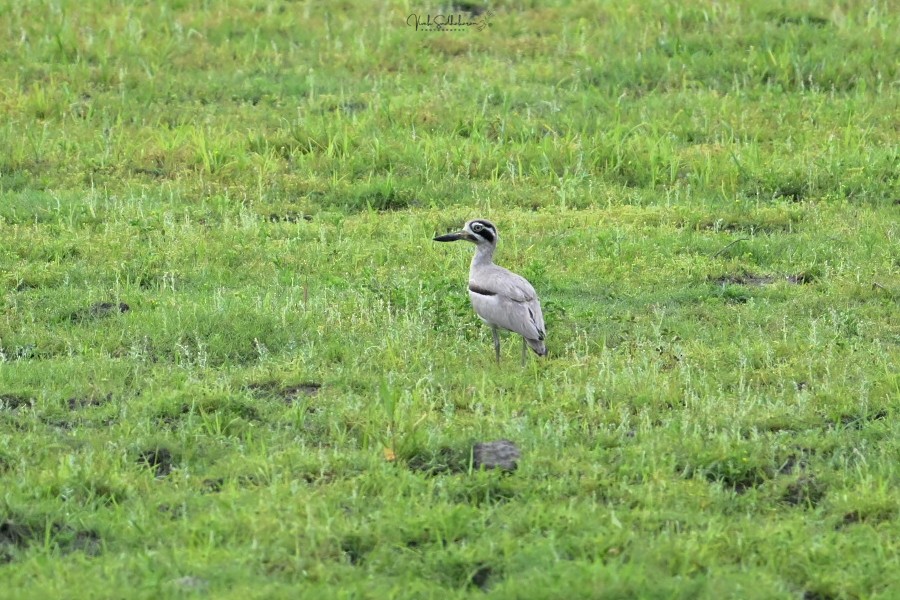 ソリハシオオイシチドリ - ML651607209