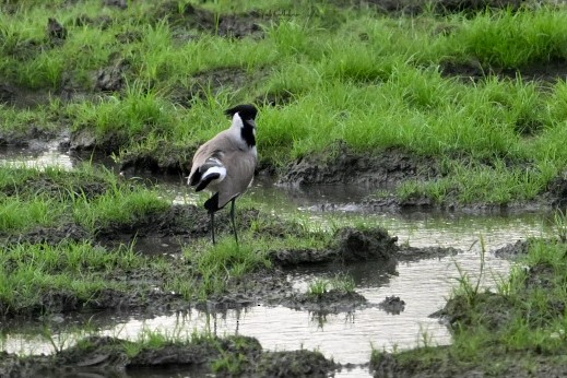 カタグロツメバゲリ - ML651607214