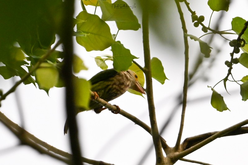 シロボシオオゴシキドリ - ML651607233