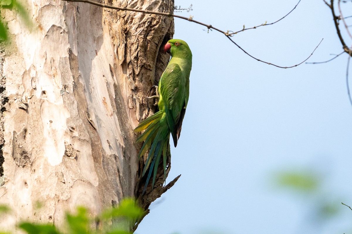 ホンセイインコ - ML651607249