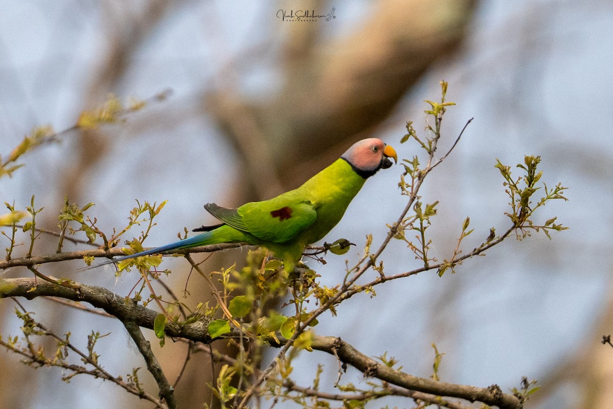 バライロコセイインコ - ML651607251