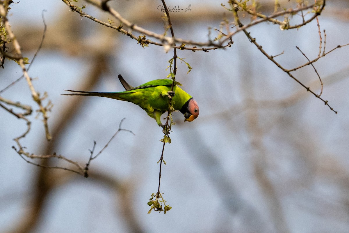 バライロコセイインコ - ML651607252