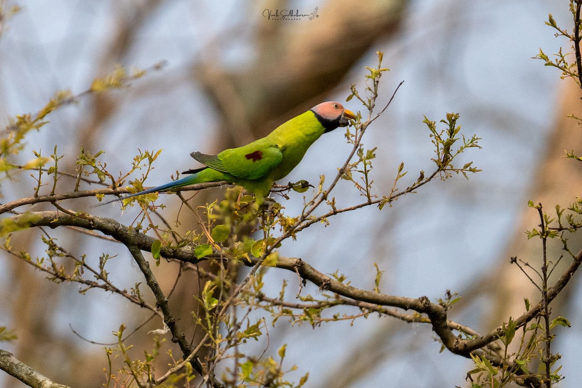 バライロコセイインコ - ML651607253