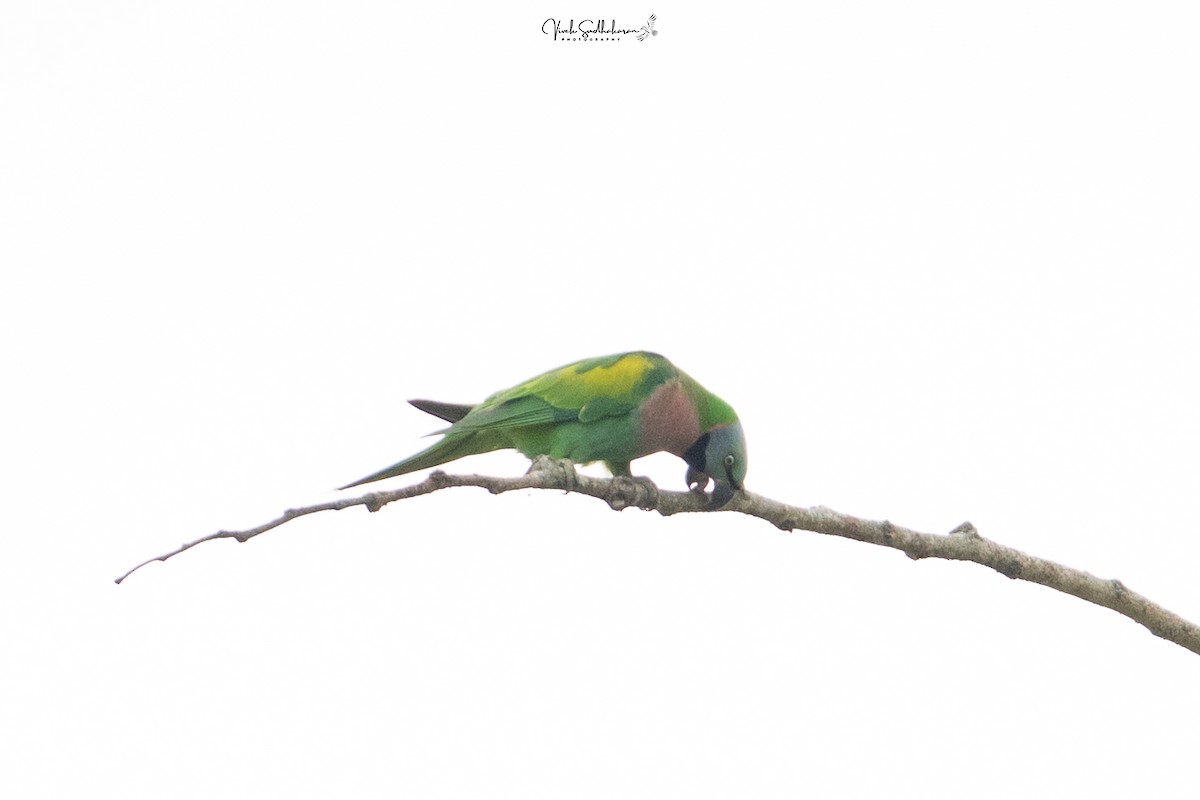 ダルマインコ - ML651607265