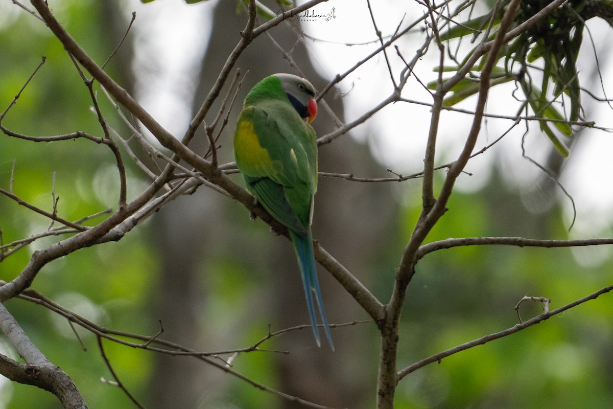 ダルマインコ - ML651607266