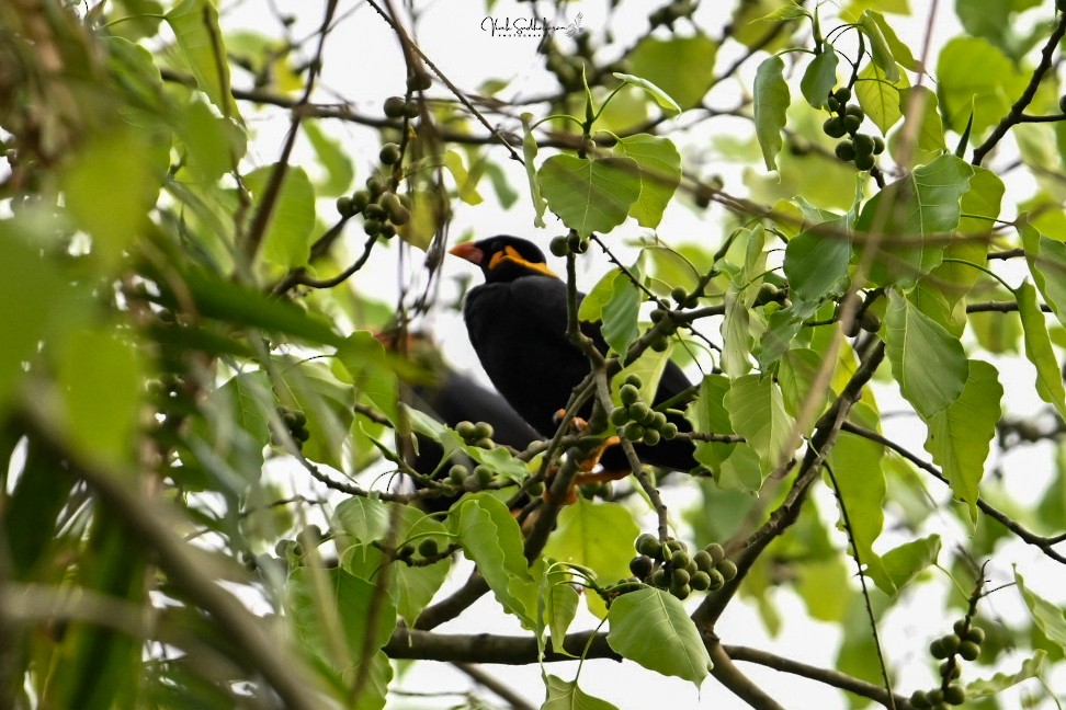 キュウカンチョウ - ML651607272