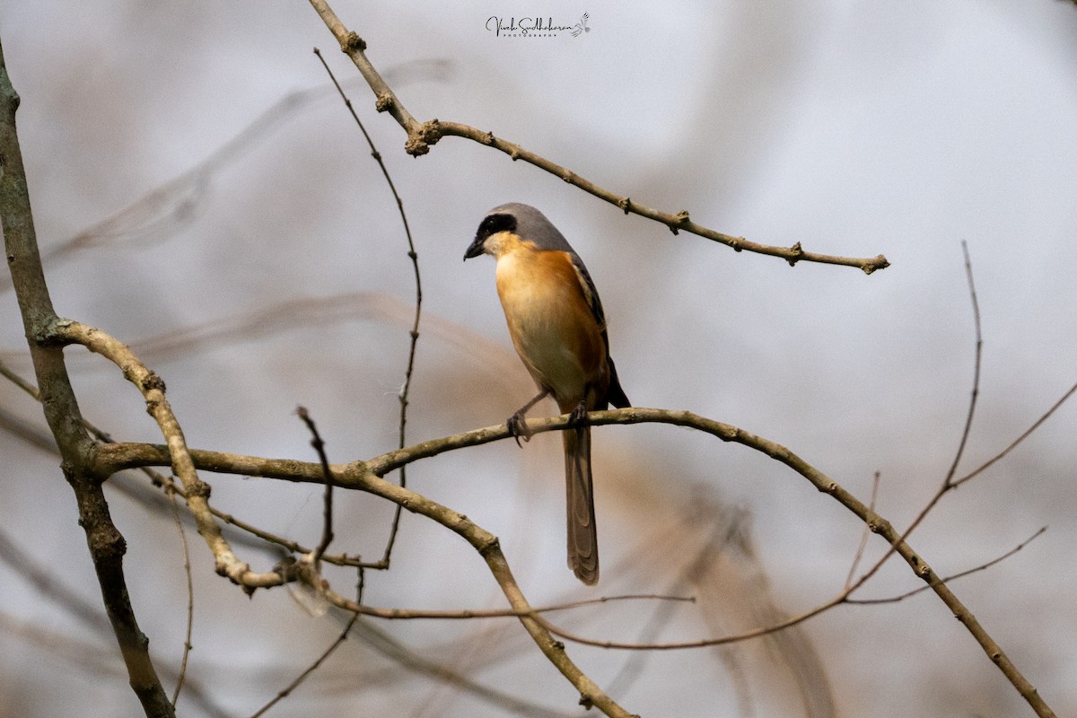 チベットモズ - ML651607343