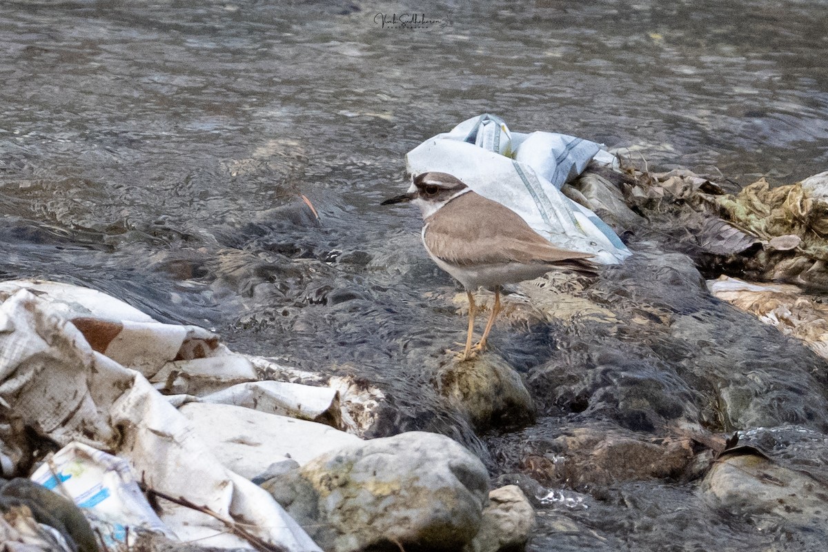 イカルチドリ - ML651607376