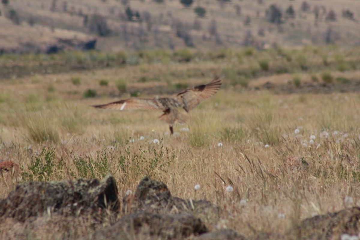 Long-billed Curlew - ML65160751