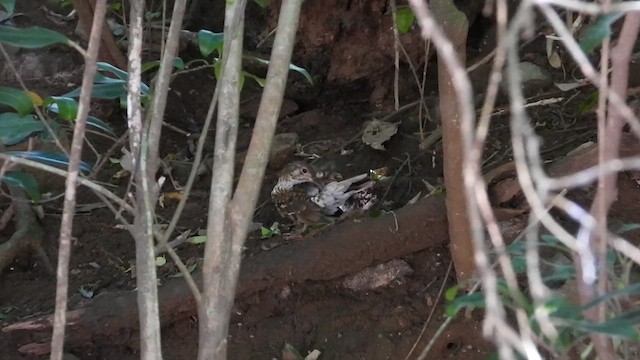 Russet-tailed Thrush - ML651607957