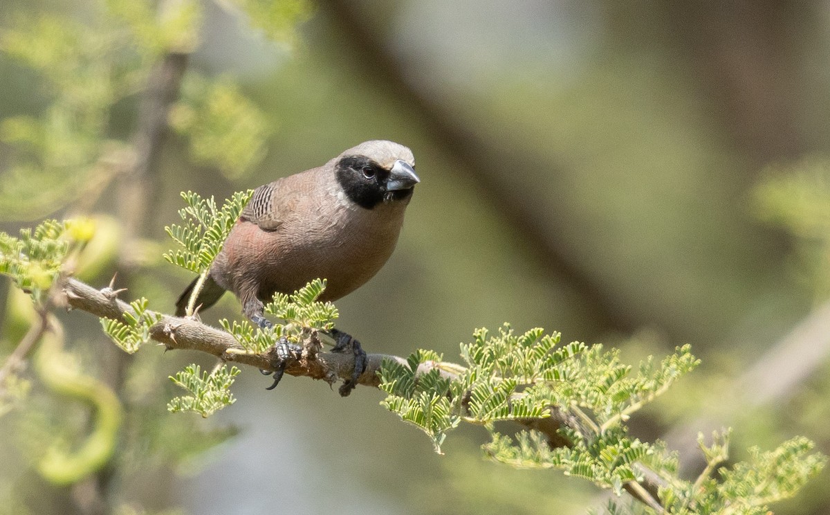Black-faced Waxbill - ML651607959
