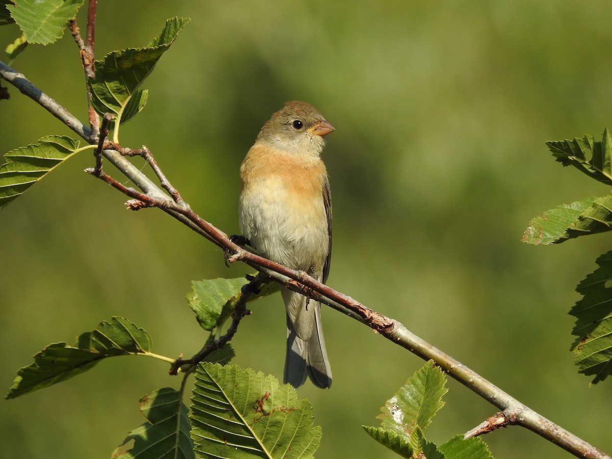 Lazuli Bunting - Mary Rumple