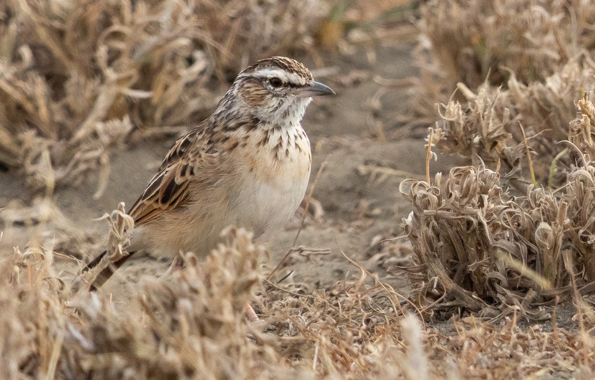 Fawn-colored Lark (Foxy) - ML651608314