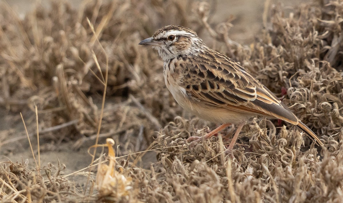 Fawn-colored Lark (Foxy) - ML651608315
