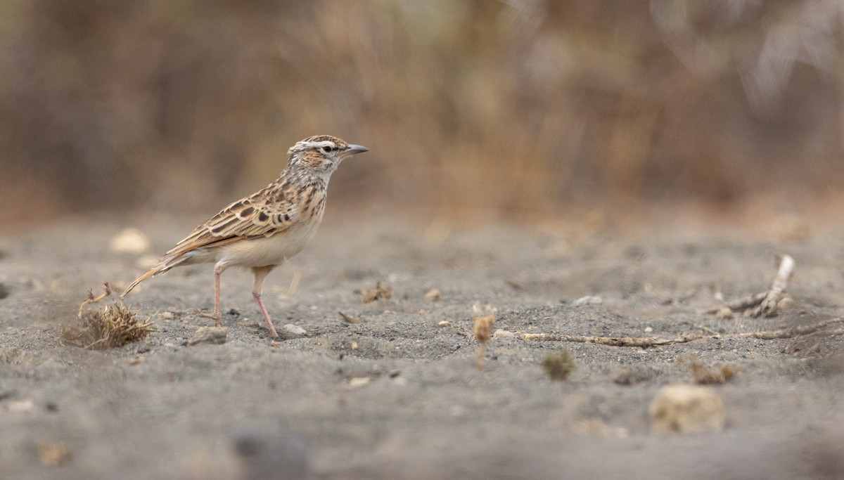 Fawn-colored Lark (Foxy) - ML651608316