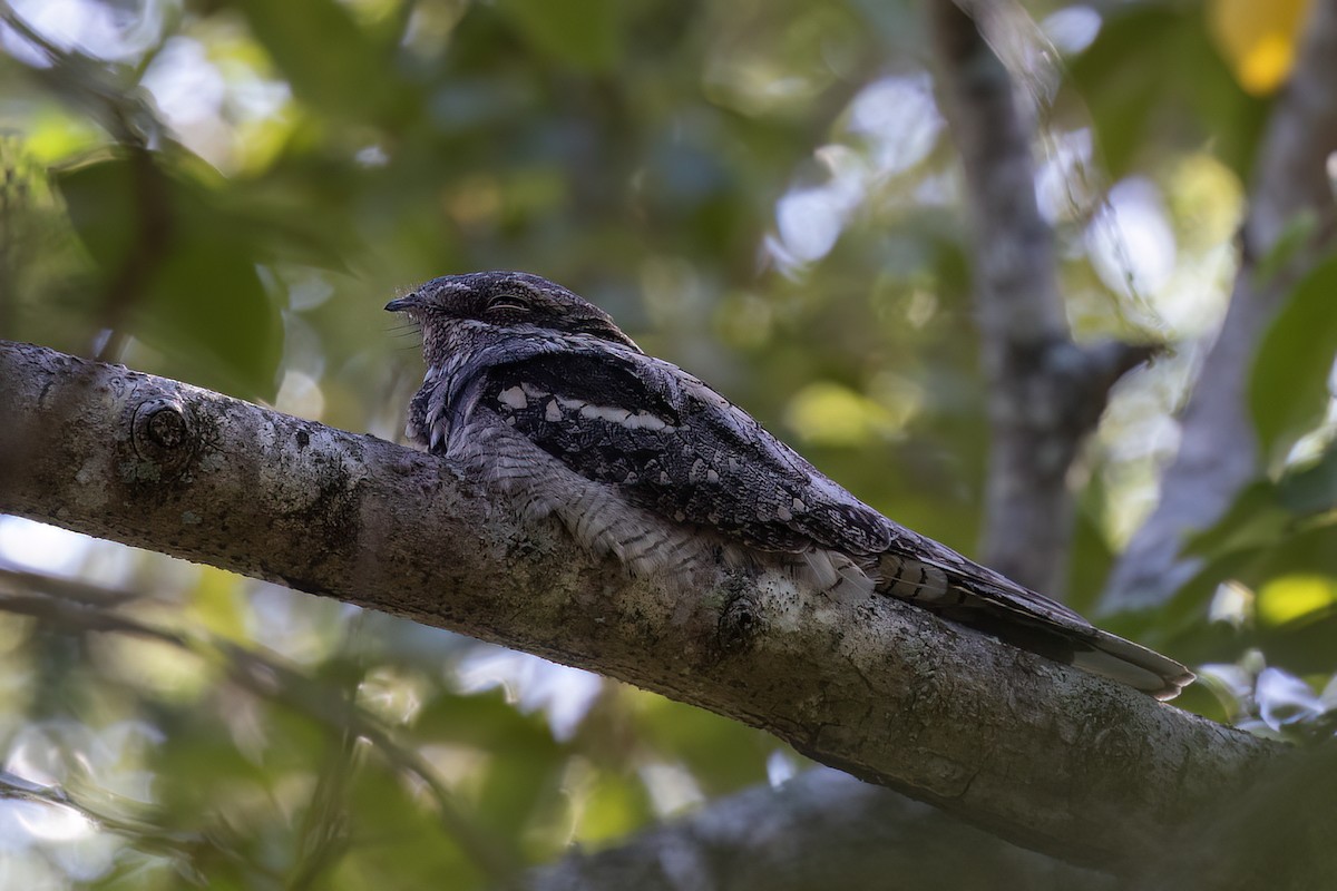 Engoulevent d'Europe - ML651608700