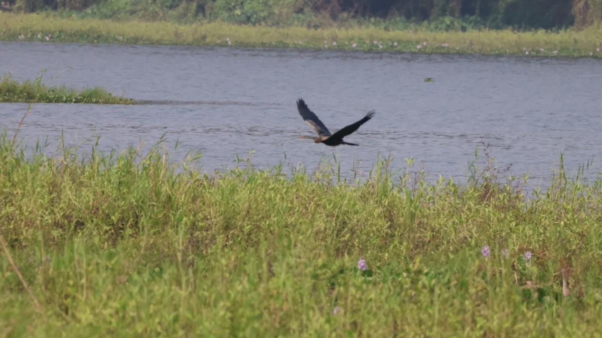 Doğu Yılanboyunu - ML651609494