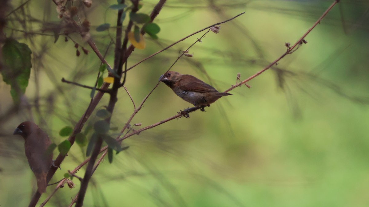 Pullu Munya - ML651609538