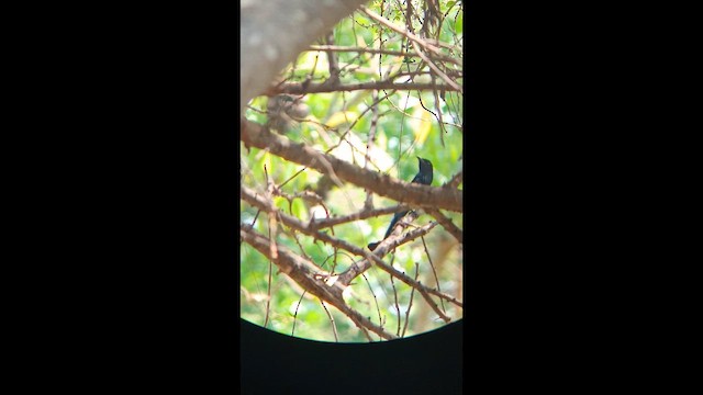 Drongo à crinière - ML651609641