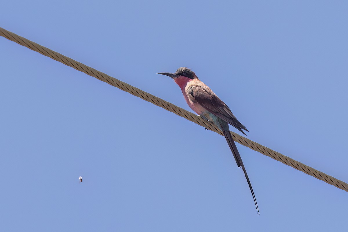 Guêpier carmin - ML651609703