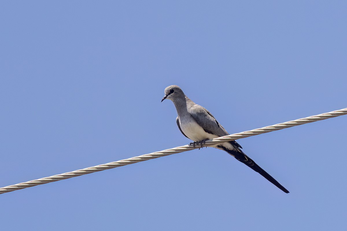 Tourtelette masquée - ML651609748