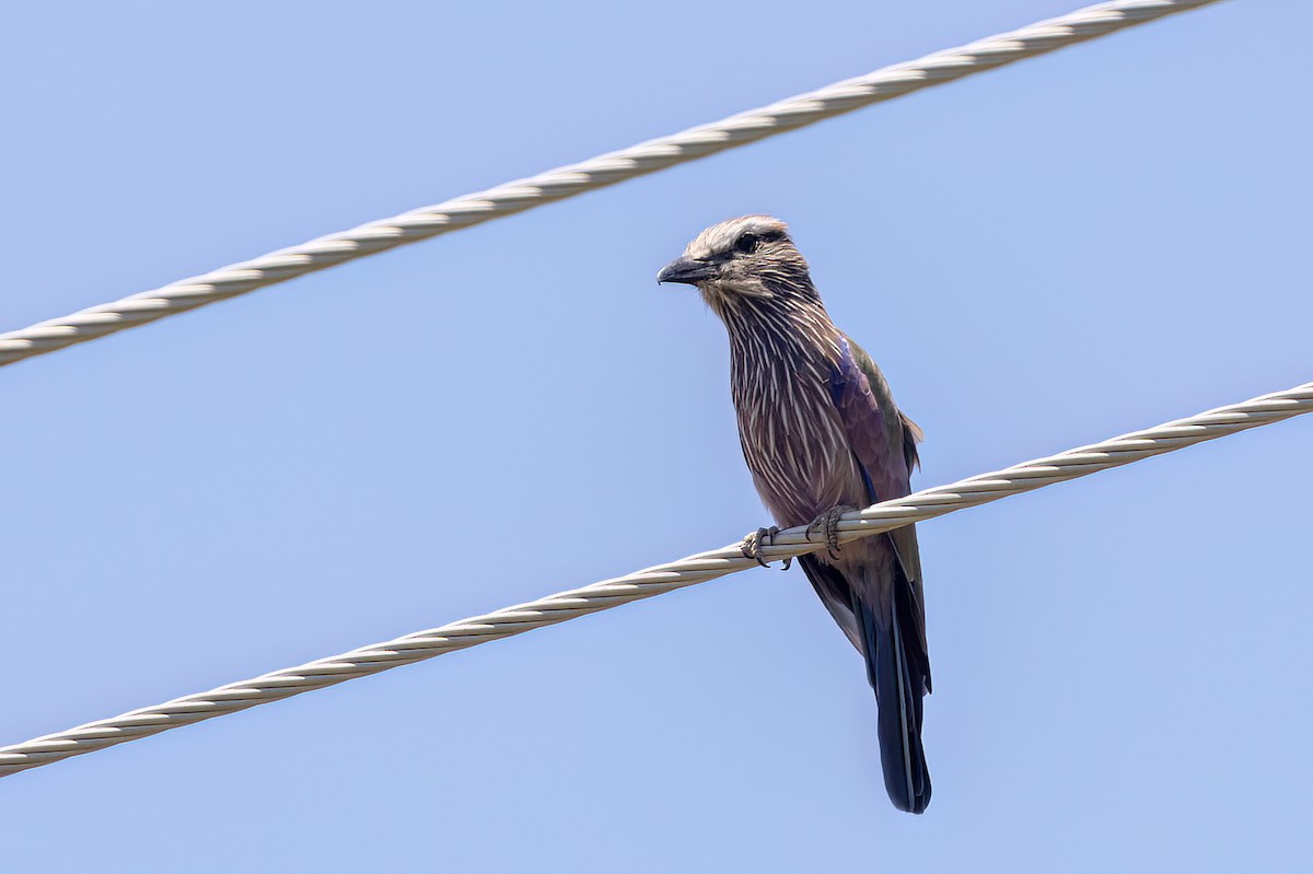 Rollier varié - ML651609872