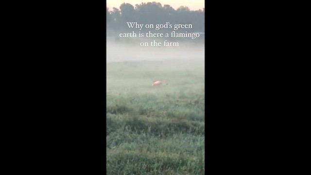 Фламінго червоний - ML651609909