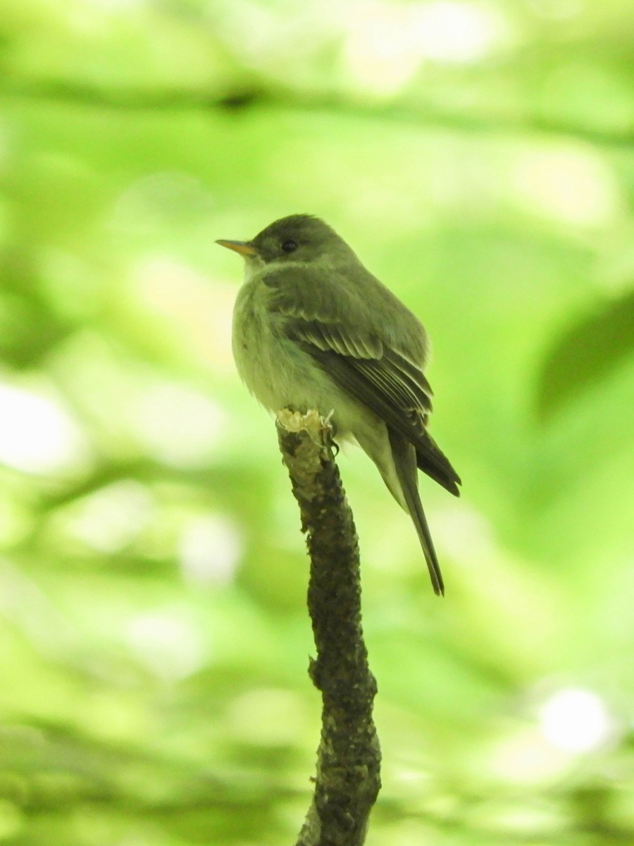 Doğulu Pivi - ML651609943