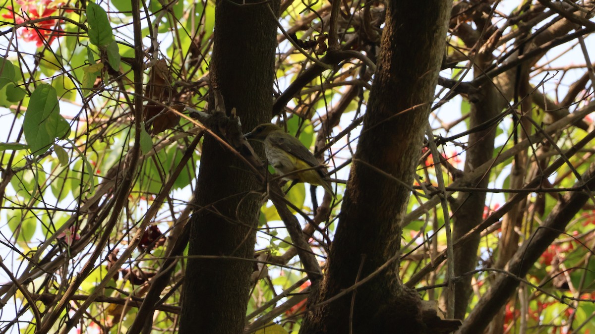 Hint Sarıasması - ML651609949