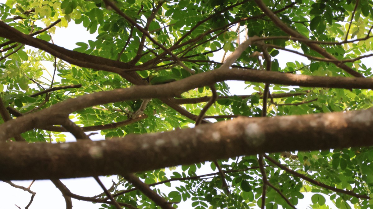 Altın Alınlı Yaprakkuşu - ML651609983