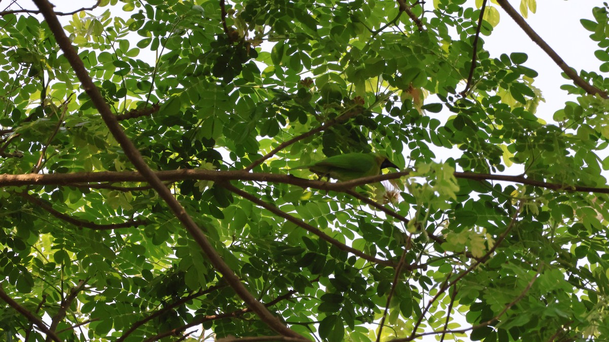 Altın Alınlı Yaprakkuşu - ML651610001