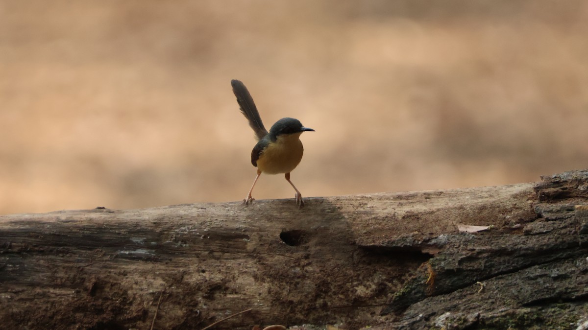 Kül Rengi Prinya - ML651610015