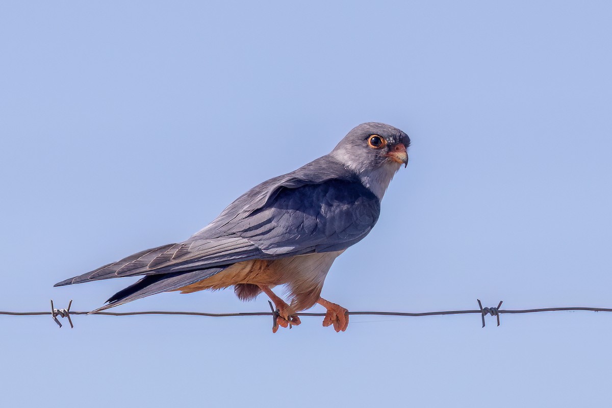 Faucon de l'Amour - ML651610020