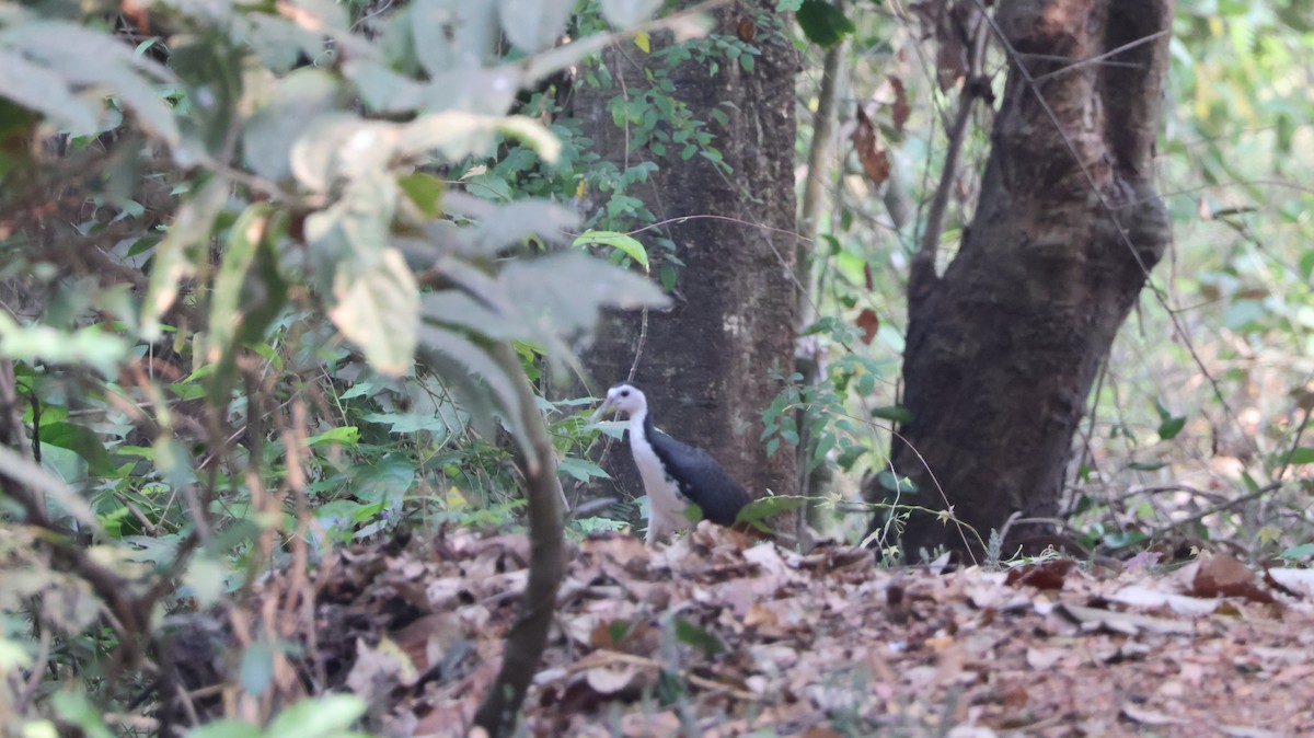 Ak Göğüslü Suyelvesi - ML651610027