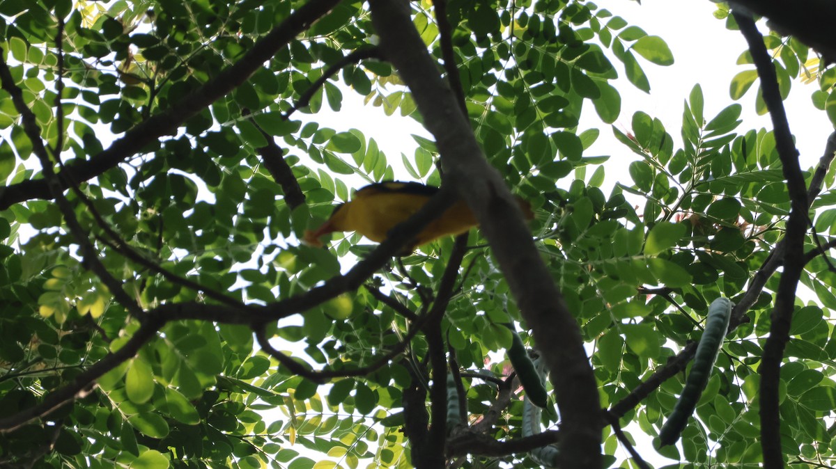 Hint Sarıasması - ML651610056