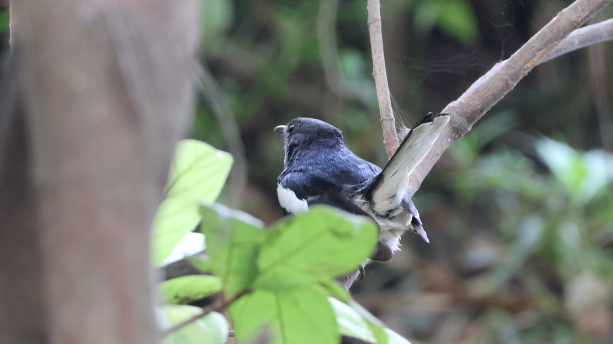 Çinhindi Alaca Bülbülü - ML651610077