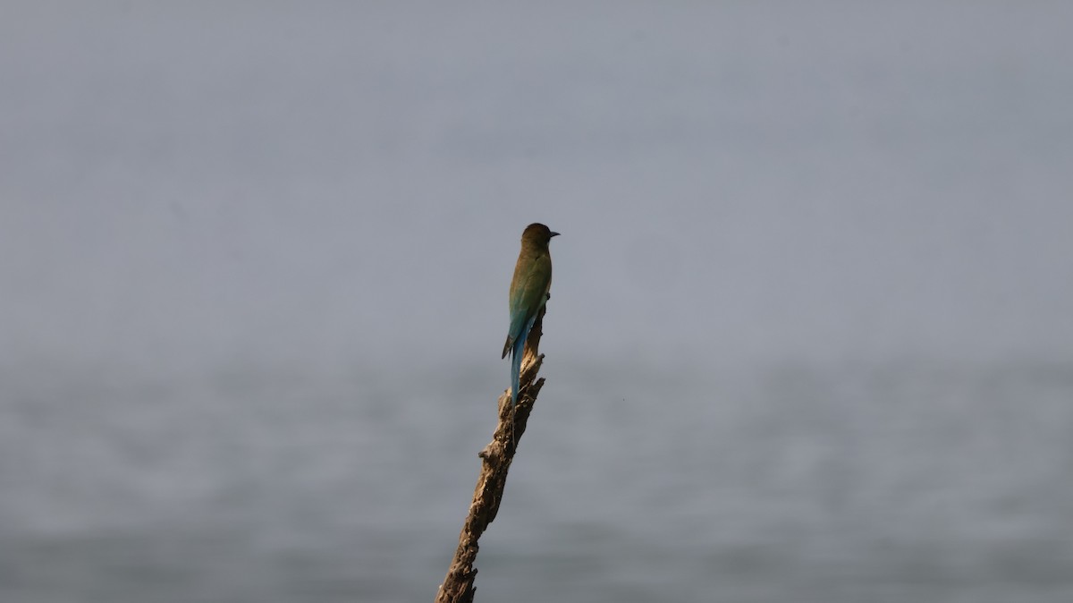 Blue-tailed Bee-eater - ML651610086