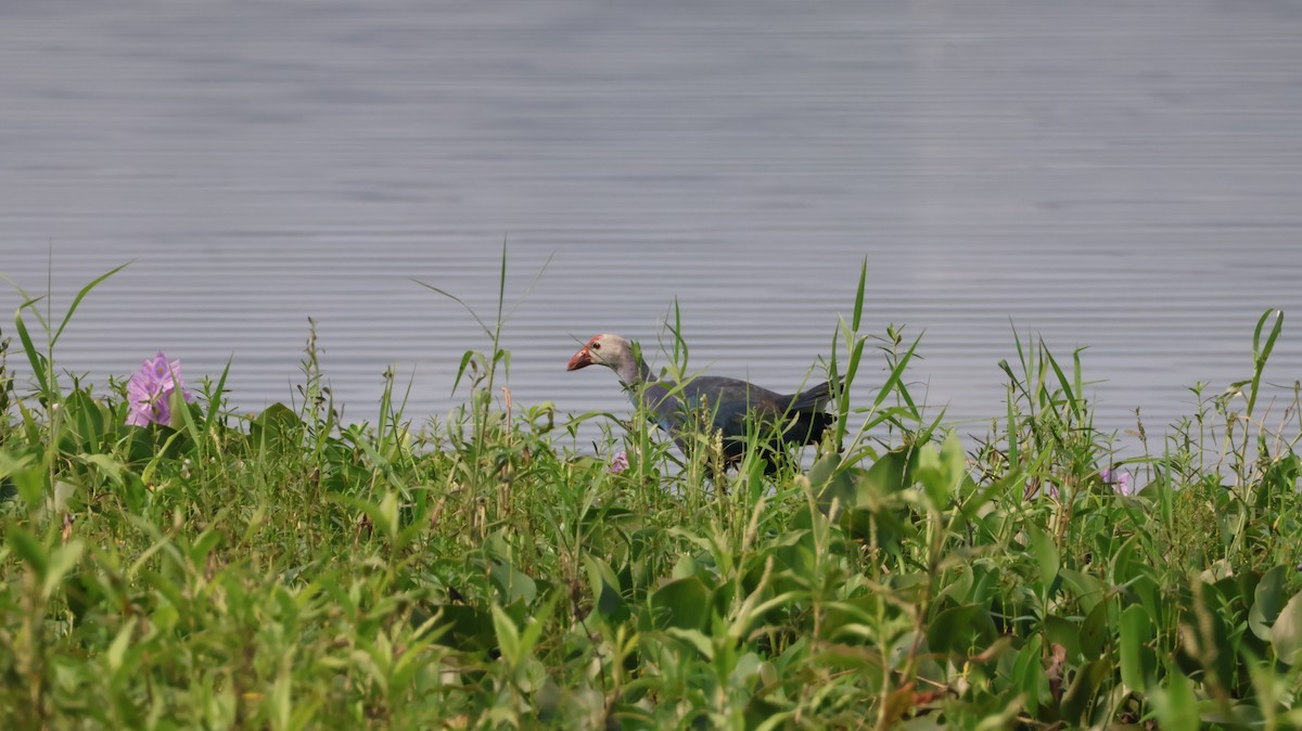 Pollo sultano testagrigia - ML651610100