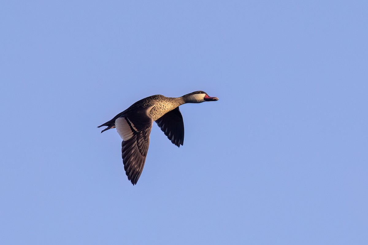 Canard à bec rouge - ML651610110