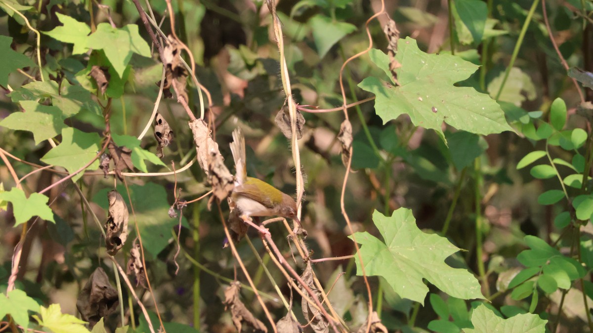 Common Tailorbird - ML651610123