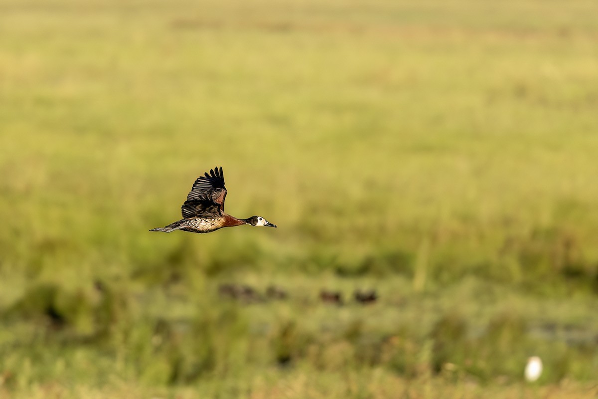 Dendrocygne veuf - ML651610149