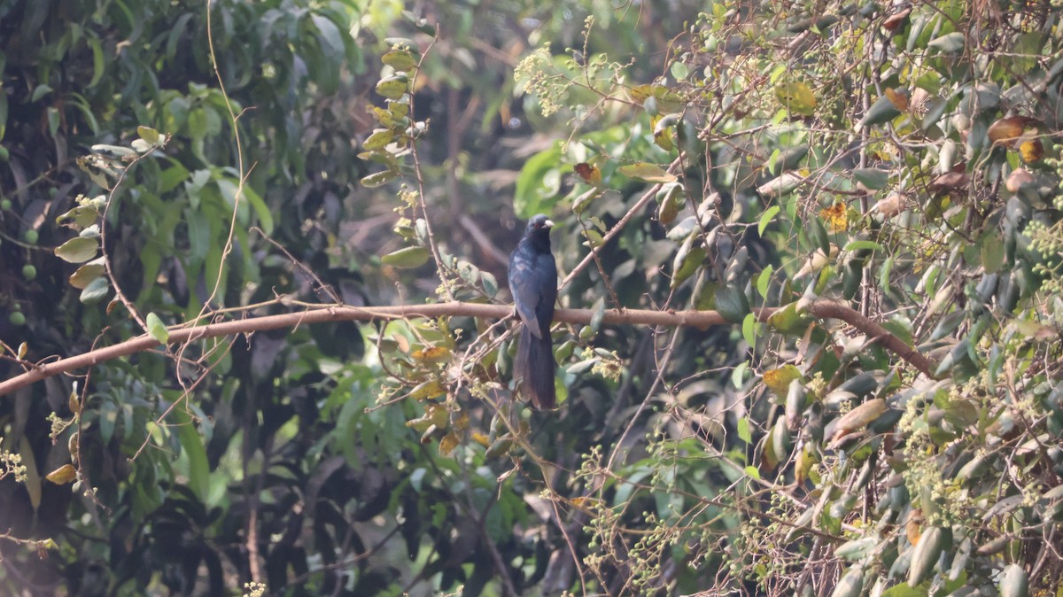 Asian Koel - ML651610159